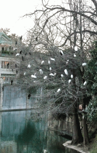 segregated riverfront condos