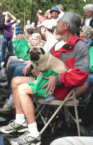 pug pining for dogpark