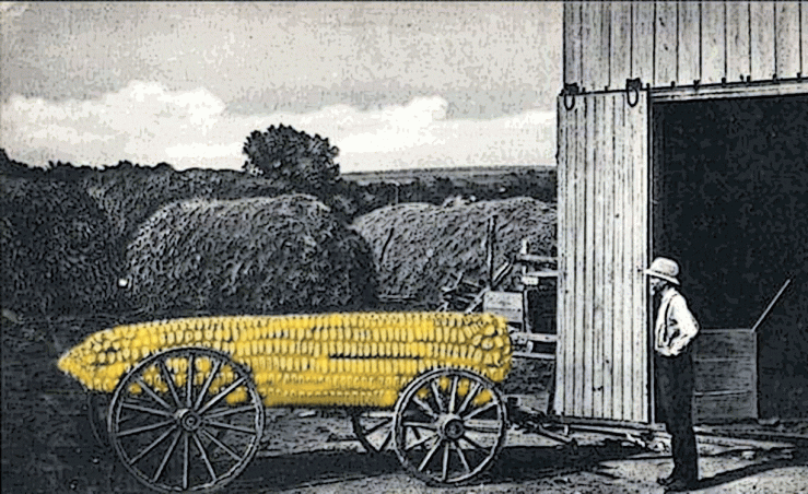 "Corn Grows Big in Texas"