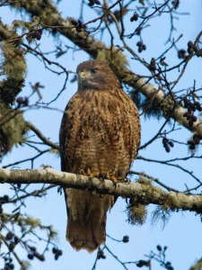 National Park Service photo of red-tailed hawk