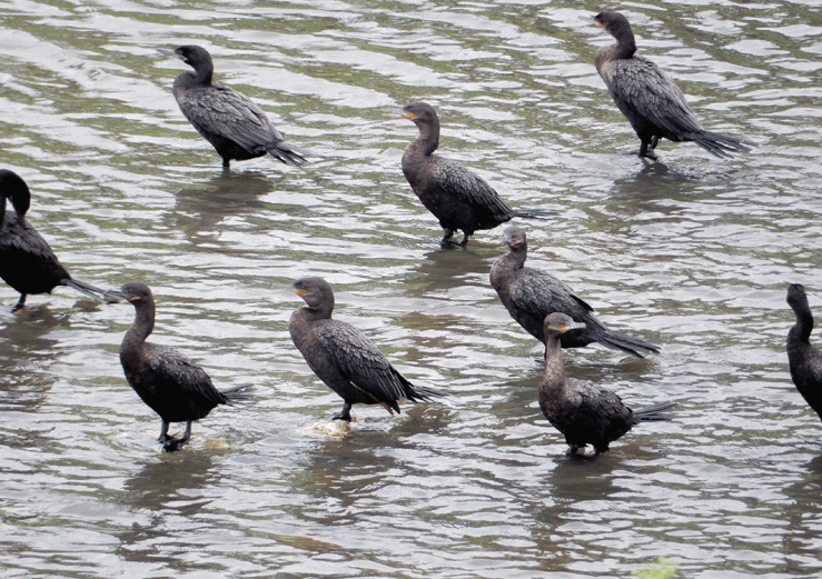 the spirits of defenders of the Alamo?