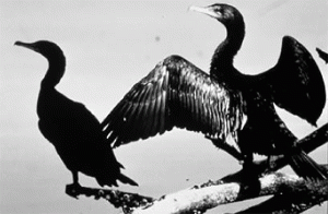 stretching-cormorant