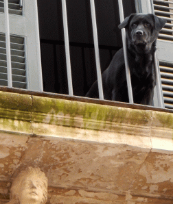 lecce dog on balcony