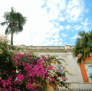 lecce bougainvillea and palm