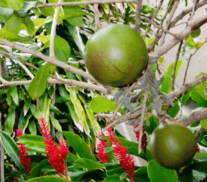 casa de montejo garden merida