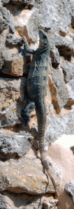 mayapan iguana