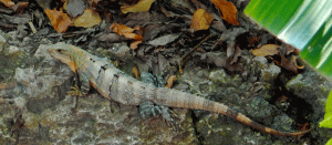 mayapan iguana