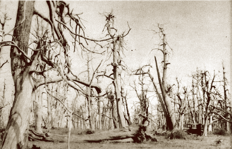 Where have all the chestnuts gone? – Postcards from Barton Springs