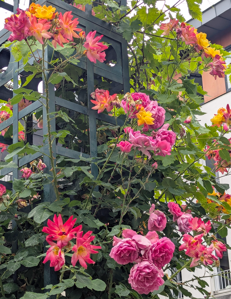 flowers along promenade plantee in Paris