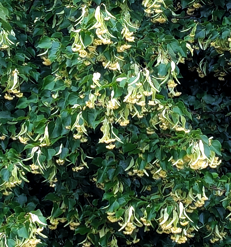 blossoms along promenade plantee in Paris