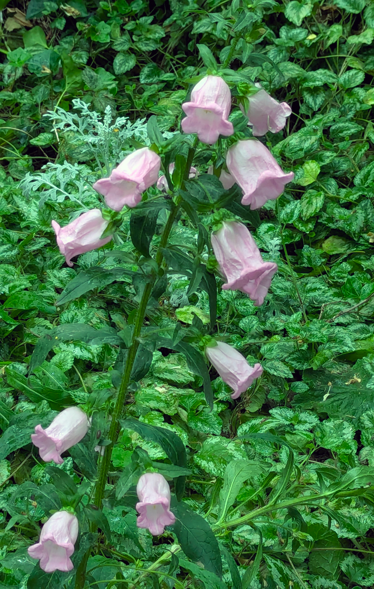flowers along promenade plantee in Paris